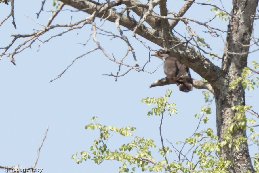 Thick-billed Cuckooadult