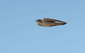 Thick-billed Cuckoo