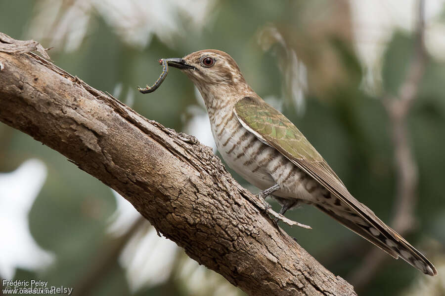 Coucou de Horsfield, identification