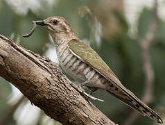 Horsfield's Bronze Cuckoo