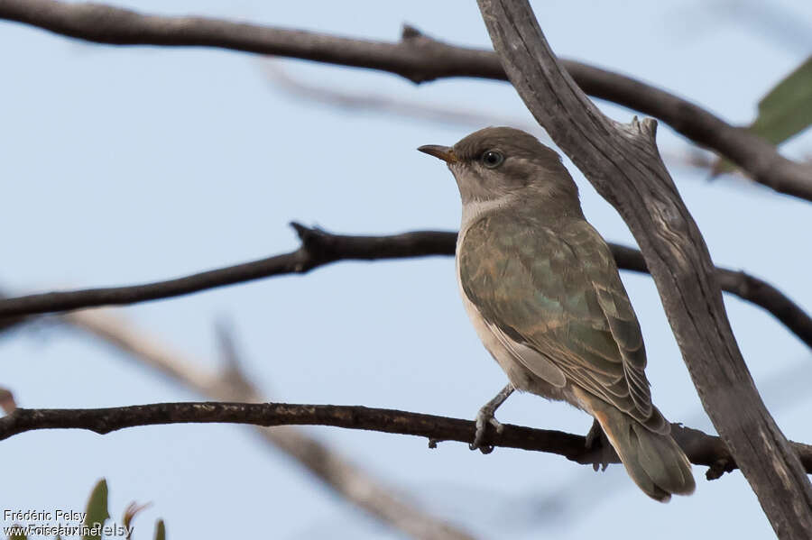 Horsfield's Bronze Cuckoojuvenile