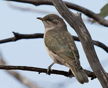 Horsfield's Bronze Cuckoo