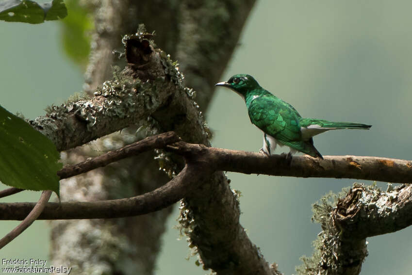 Klaas's Cuckoo male adult, identification