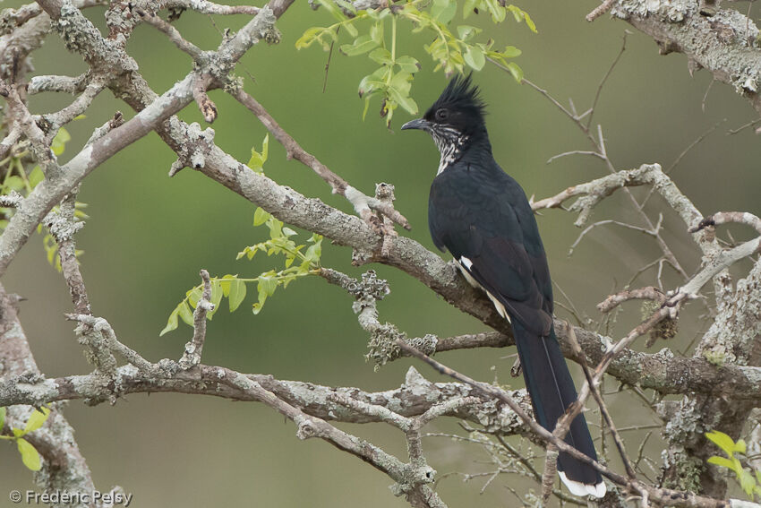 Levaillant's Cuckooadult