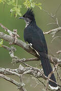 Levaillant's Cuckoo