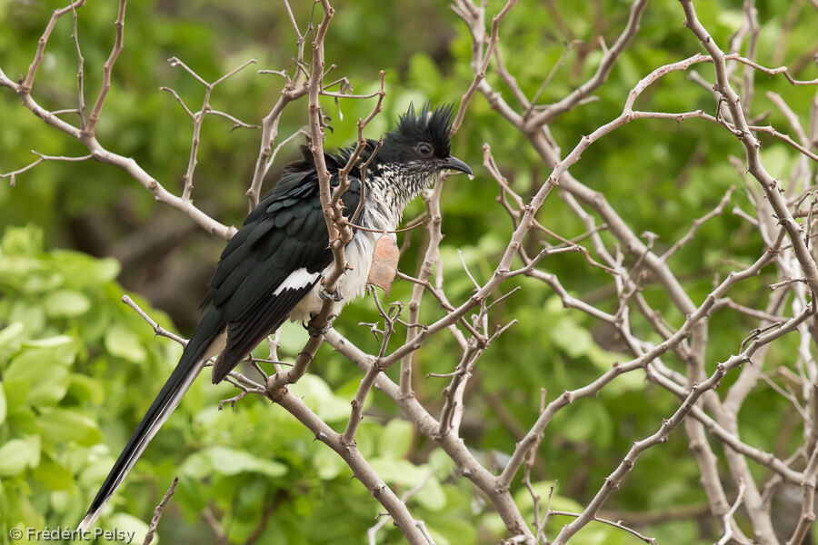 Levaillant's Cuckooadult