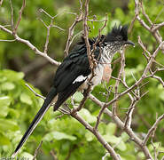 Levaillant's Cuckoo