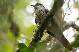 Madagascar Cuckoo