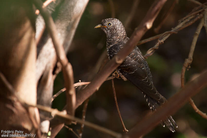 Madagascan Cuckoojuvenile, identification