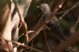 Madagascar Cuckoo