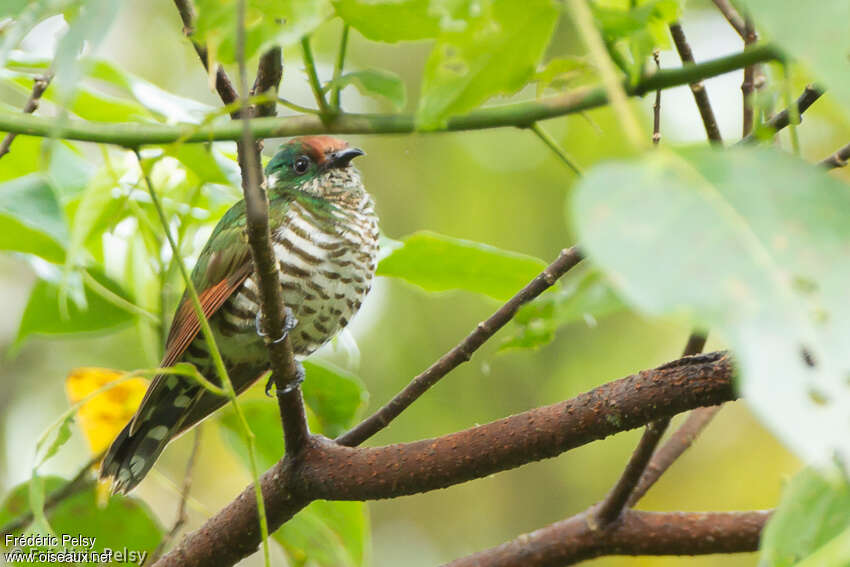 White-eared Bronze Cuckoo female adult, identification