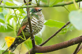 White-eared Bronze Cuckoo