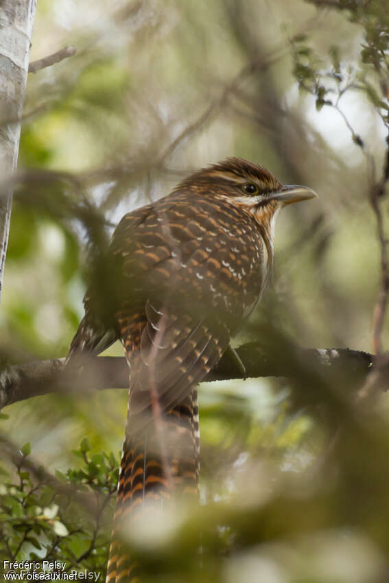 Pacific Long-tailed Cuckooadult