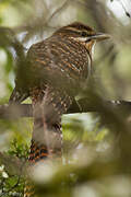 Pacific Long-tailed Cuckoo