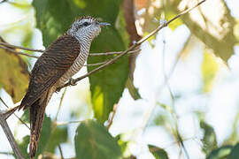 Banded Bay Cuckoo