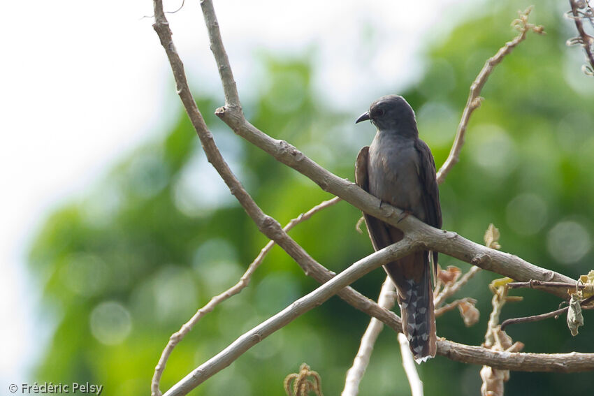 Brush Cuckoo