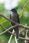 Sahul Brush Cuckoo