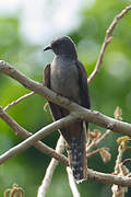 Brush Cuckoo