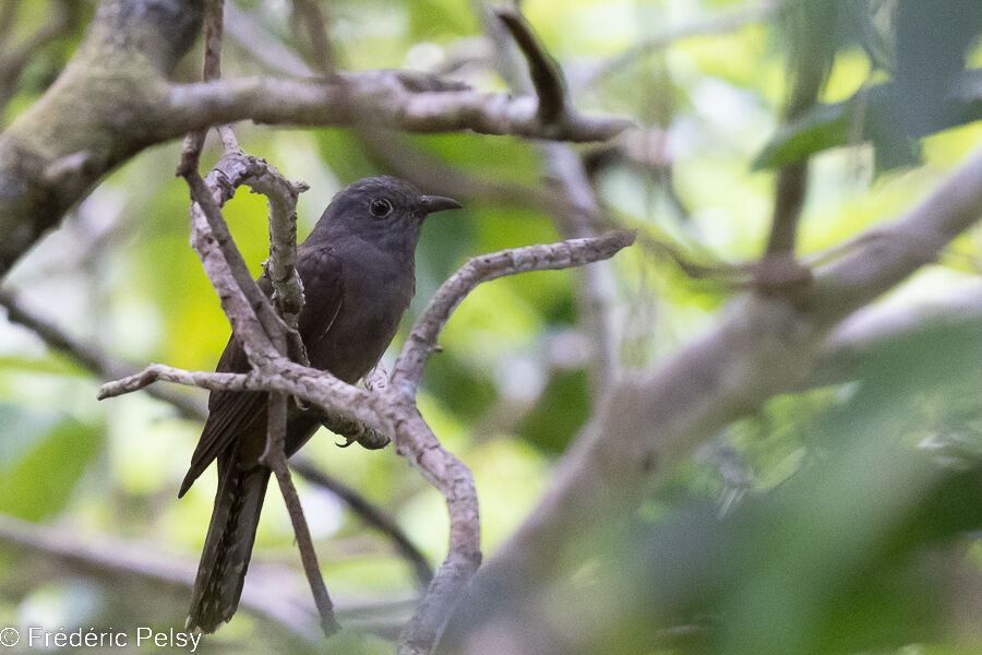 Brush Cuckoo