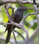 Brush Cuckoo