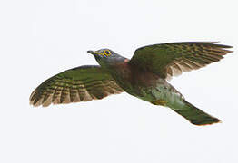 Philippine Hawk-Cuckoo