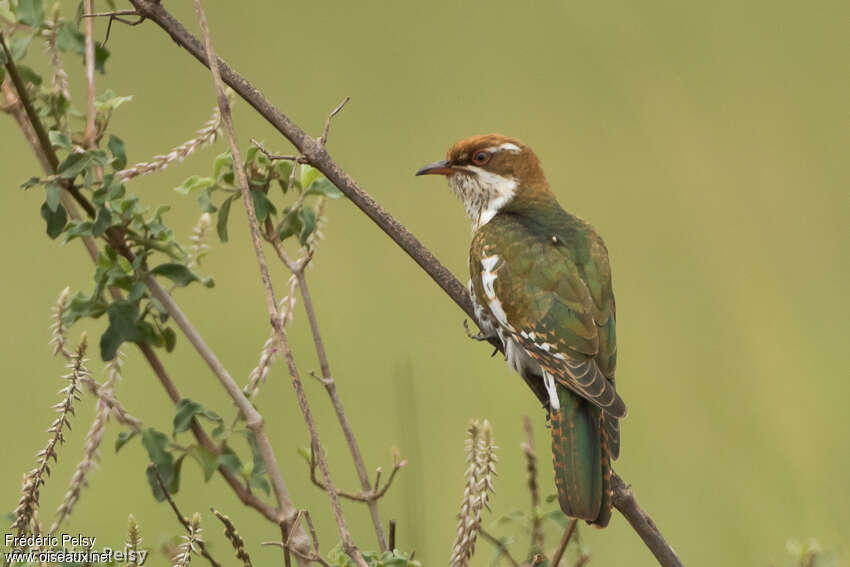 Diederik Cuckoojuvenile, identification