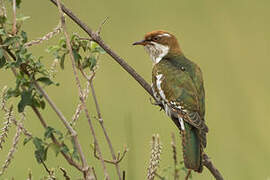 Diederik Cuckoo