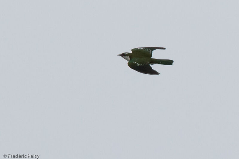 Diederik Cuckoo male adult, Flight