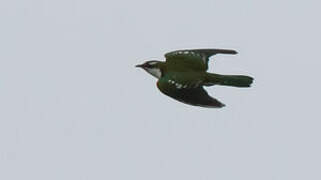 Diederik Cuckoo