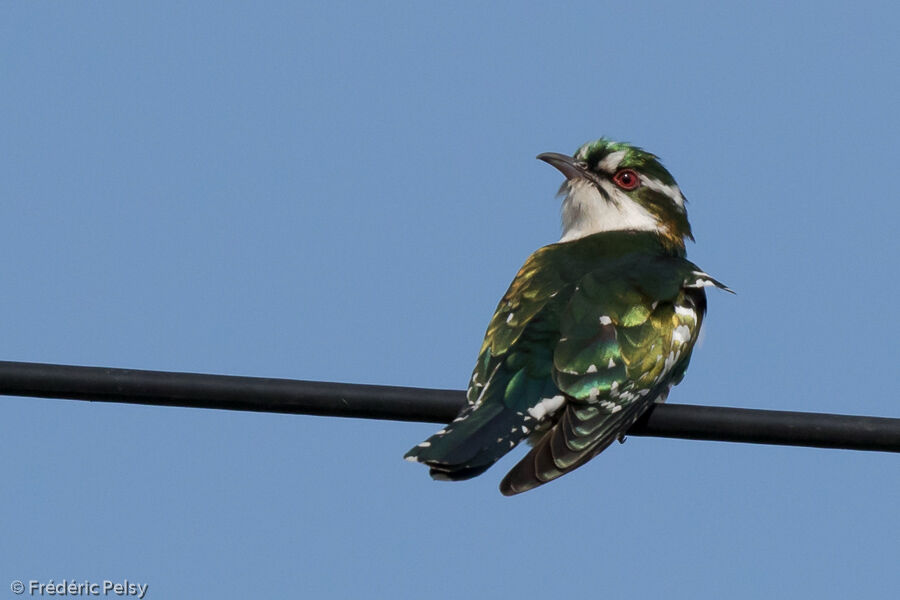 Diederik Cuckoo male adult