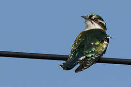 Diederik Cuckoo