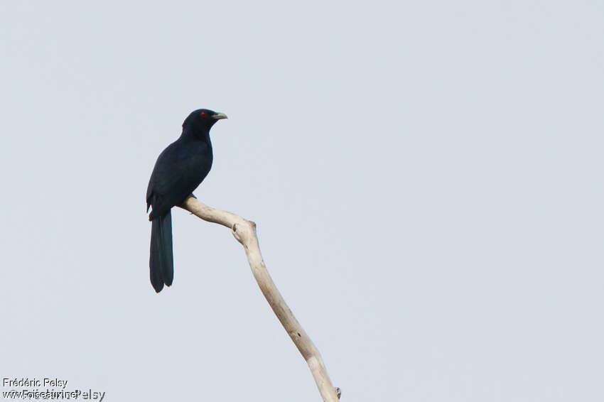 Pacific Koel male adult