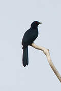 Pacific Koel