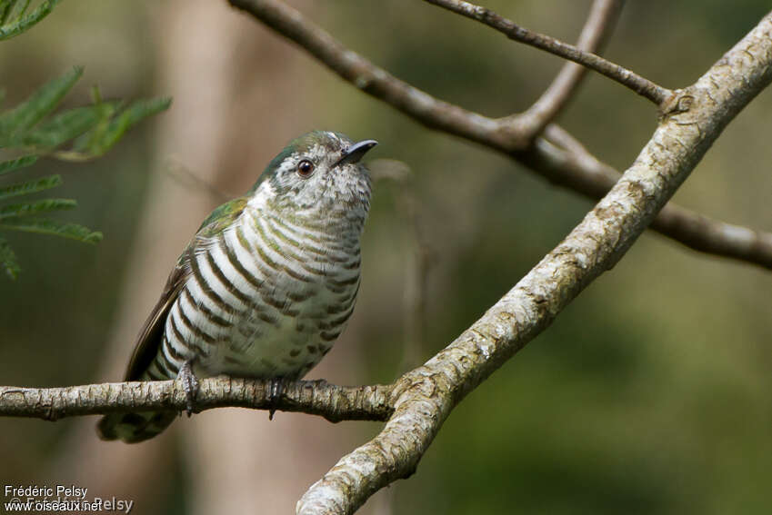 Shining Bronze Cuckooadult, identification