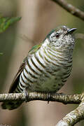 Shining Bronze Cuckoo