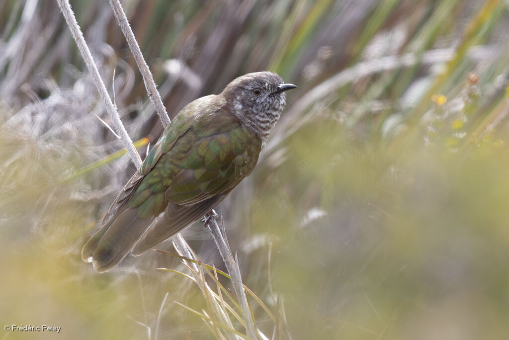 Shining Bronze Cuckoo
