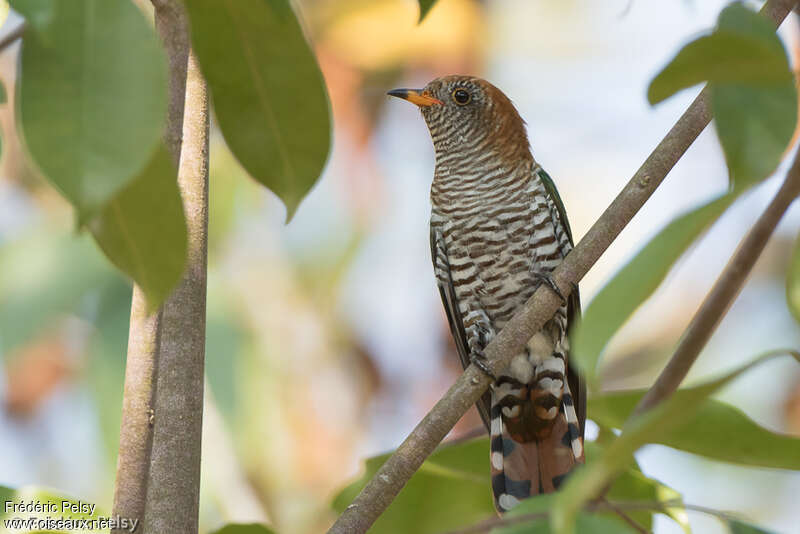 Asian Emerald Cuckoo female adult, identification