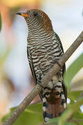 Asian Emerald Cuckoo