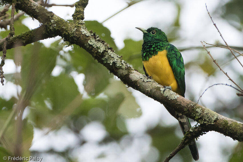 African Emerald Cuckooadult