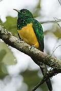 African Emerald Cuckoo