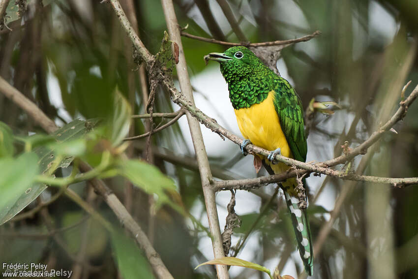 African Emerald Cuckooadult, identification