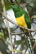 African Emerald Cuckoo