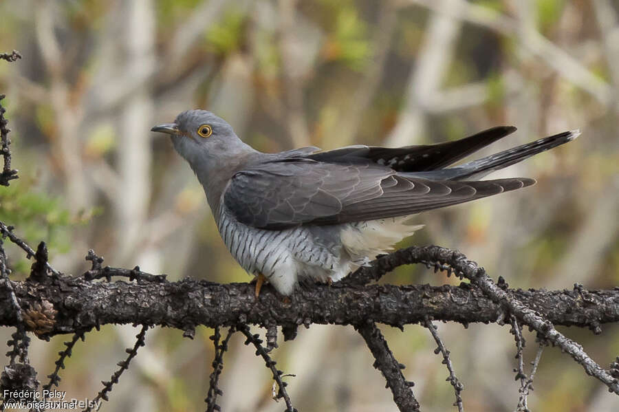 Common Cuckoo male adult, identification