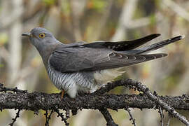 Common Cuckoo