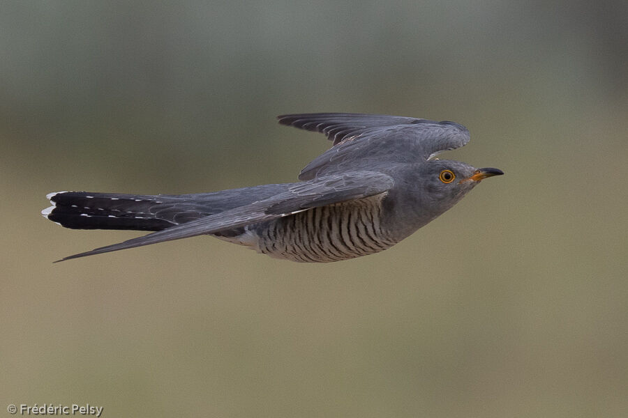 Common Cuckooimmature, Flight