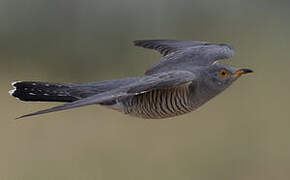 Common Cuckoo