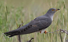 Common Cuckoo