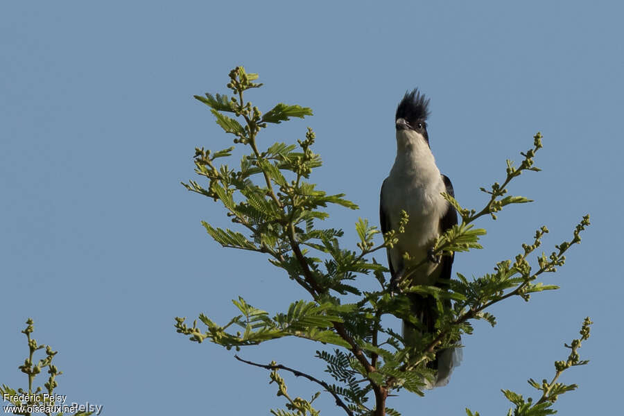 Coucou jacobinadulte, habitat