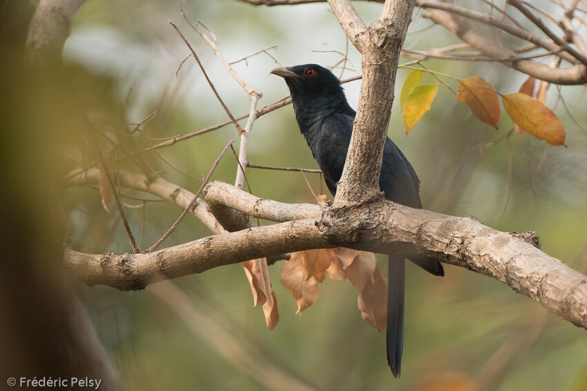 Asian Koel male adult, identification