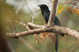 Asian Koel